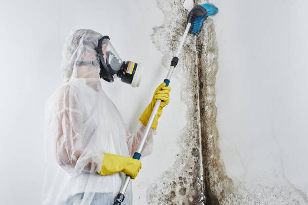 Attic Mold Removal in Hartford, KY