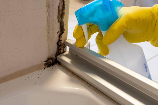 Mold Removal Process in Hartford, KY