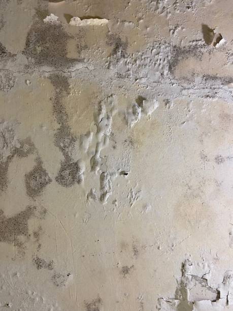 Best Toxic Mold Removal  in Hartford, KY