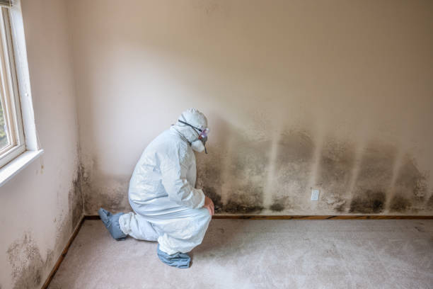 Best Mold Removal Process  in Hartford, KY