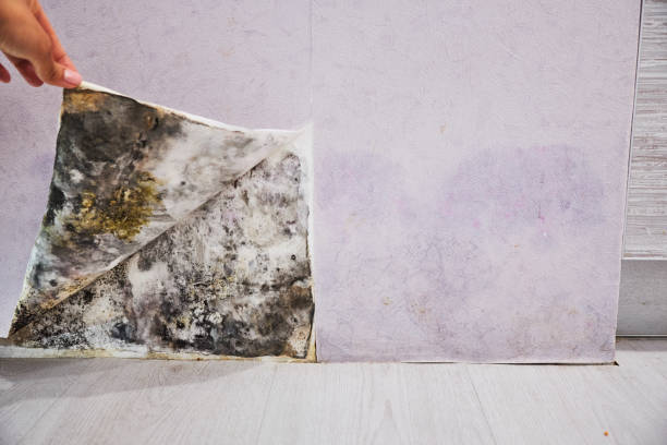 Best Mold Damage Repair  in Hartford, KY